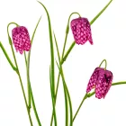 Hóvirág 3 virágos lila 55cm