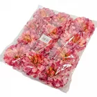 Dália virágfej D10cm mályva 12db/csom