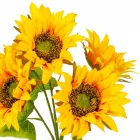 Napraforgó csokor 5 virágos 46cm