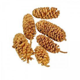 Birch pine arany 15dkg/csomag Birch pine arany 15dkg/csomag