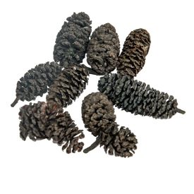 Birch pine fekete 21dkg/csomag Birch pine fekete 21dkg/csomag