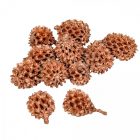 Casuarina bronz 17dkg/csomag