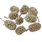 Casuarina szárított zöld 25dkg/csom