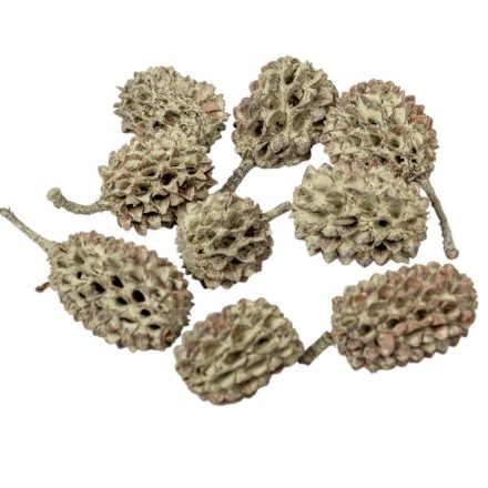 Casuarina szárított zöld 25dkg/csom