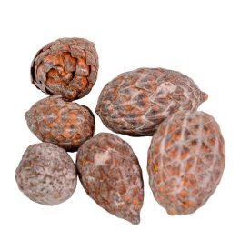 Cane fruit pálma mag falfestékes old pink 17dkg/csom Cane fruit pálma mag falfestékes old pink 17dkg/csom