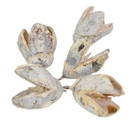 Bakuli szárított falfestékes fehér 23dkg/csom