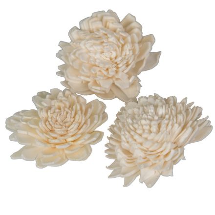 Ming zinnia 4cm 50db-os