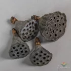 Lótus natúr mini 6dkg