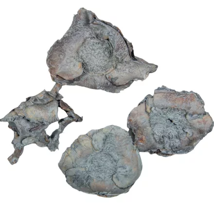 Kókusz virág havas szürke 28dkg/csomag