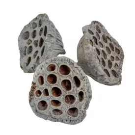 Lótus havas szürke óriás 8-10cm 12db-os csomag