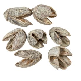 Bakuli szárított mud green 20dkg/csom