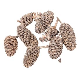 Birch pine szárított falfestékes terracotta 18dkg/csom Birch pine szárított falfestékes terracotta 18dkg/csom