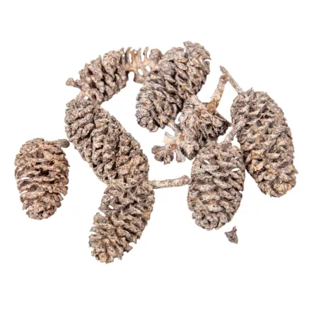 Birch pine szárított falfestékes terracotta 18dkg/csom