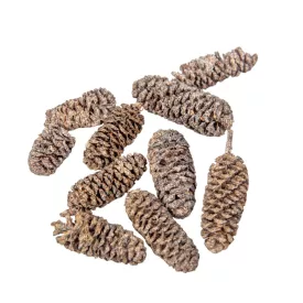 Birch pine szárított falfestékes salmon 18dkg/csom