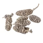Birch pine szárított falfestékes mud green 18dkg/csom