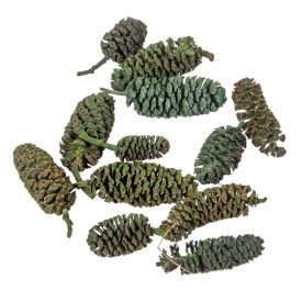 Birch pine szárított zöld 20dkg/csom Birch pine szárított zöld 20dkg/csom