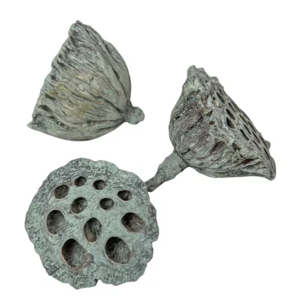 Lótusz 5-8cm falfestékes moss zöld 12db-os
