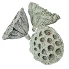 Lótusz 5-8cm falfestékes mud zöld 12db-os