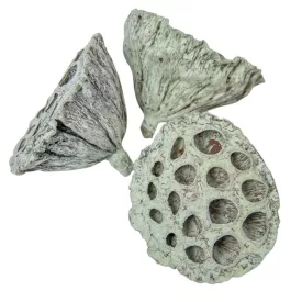 Lótusz 5-8cm falfestékes mud zöld 12db-os