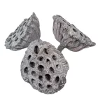 Lótusz 8-10cm falfestékes zöld 10db-os