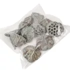Lótusz 8-10cm falfestékes moss zöld 10db/csom