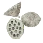Lótusz 8-10cm falfestékes mud zöld 10db/csom