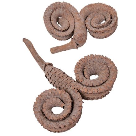 Kos szarv szárított falfestékes old pink 6db-os