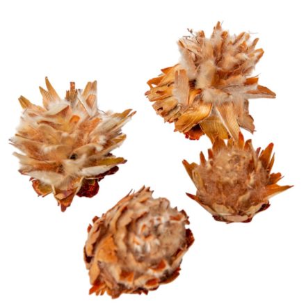 Plumosum fej natúr 2.oszt vegyes méret 14dkg/csom