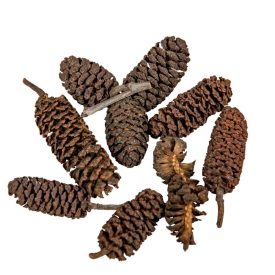 Birch pine szárított natúr 30dkg/csom Birch pine szárított natúr 30dkg/csom