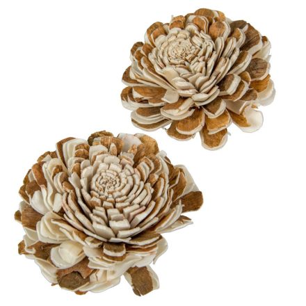 Ming boglárka vegyes 8cm 12db-os