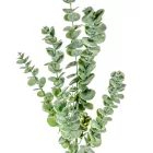 Eukaliptusz ág 90cm