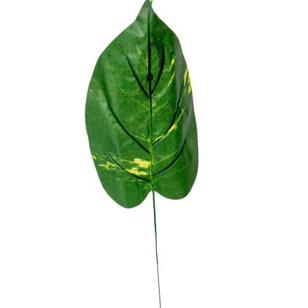 Diffenbachia levél 40cm