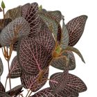 Leveles bokor 6 ágú 30cm