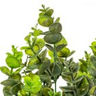 Eukaliptusz bokor 5 ágú 35cm