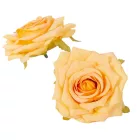 Rózsa virágfej barack 10cm