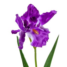 Írisz szálas 67cm Írisz szálas 67cm