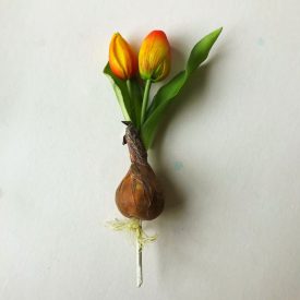 Hagymás tulipán - narancs  Hagymás tulipán - narancs