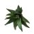 Műpozsgás - Aloe vera