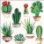 Utazásos szalvéta - Kaktuszok