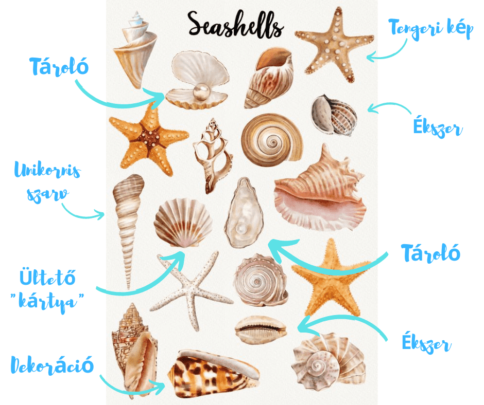 Kagyló dekoráció